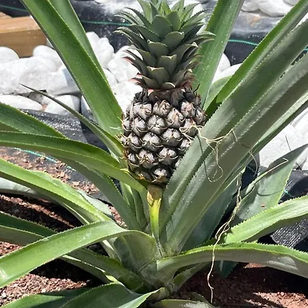 The Yumbo Pearl Villa