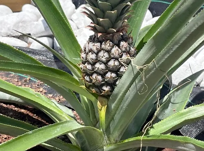 The Yumbo Pearl Vila